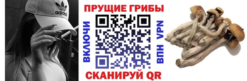 цены наркотик  Чекалин  blacksprut вход  Псилоцибиновые грибы Psilocybine cubensis 